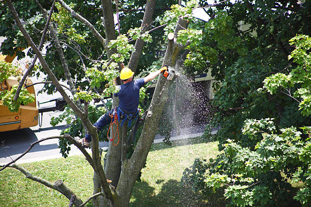 Reliable Purcellville, VA Tree Services Solutions